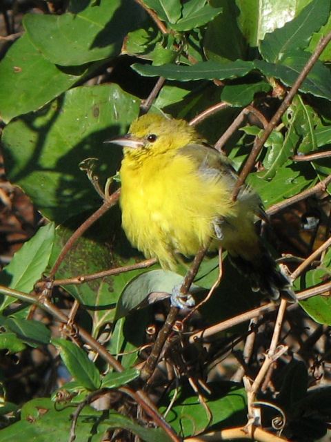 Orchard Oriole
